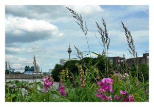 Wildblumen erobern brachliegende Industrieflächen und bieten reizvolle Ansichten auf den Hafen.