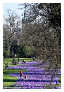 Tausende Krokusse zieren in jedem Frühjahr die Düsseldorfer Innenstadt