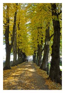 Herbststimmung im Düsseldorfer Stadtteil Kaiserswerth